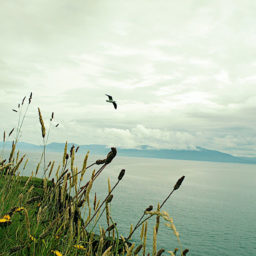 Souvenirs d'une virée en Irlande.