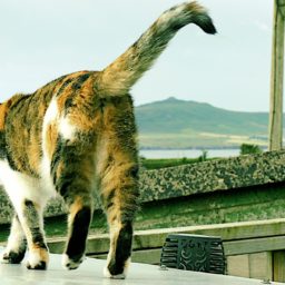 Souvenirs d'une virée en Irlande.