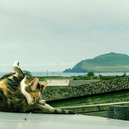 Souvenirs d'une virée en Irlande.