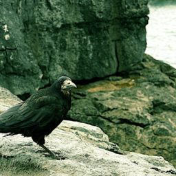 Souvenirs d'une virée en Irlande.