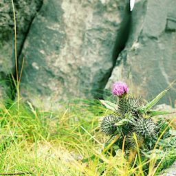 Souvenirs d'une virée en Irlande.