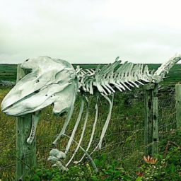 Souvenirs d'une virée en Irlande.