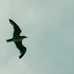 Souvenirs d'une virée en Irlande.